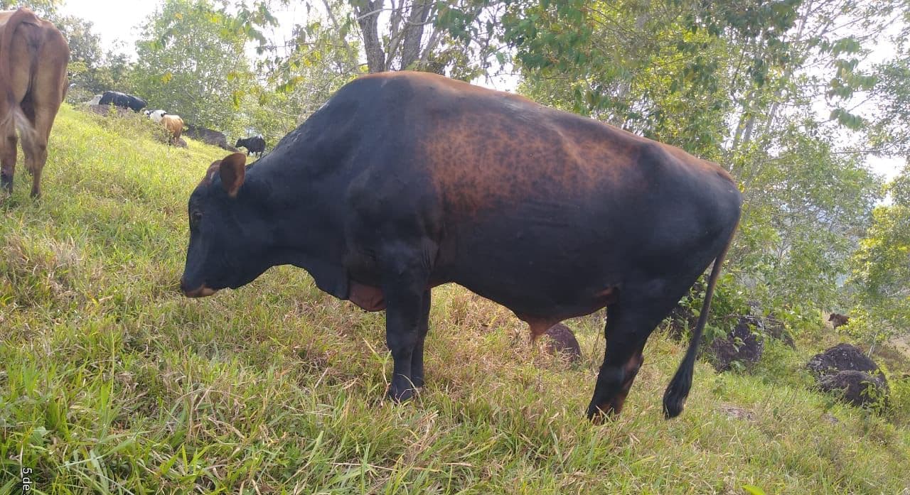Vendo toro girolando 3/4 hijo de holstein rojo Applefree en embrion F1 (GYR jogral x holstein) 650 kilos — 1