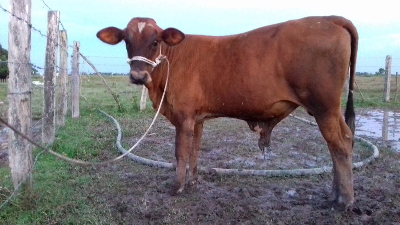 VENTA DE EJEMPLARES F1 BEEF MASTER, PARDO ZUIZO, GIROOALDO — 1