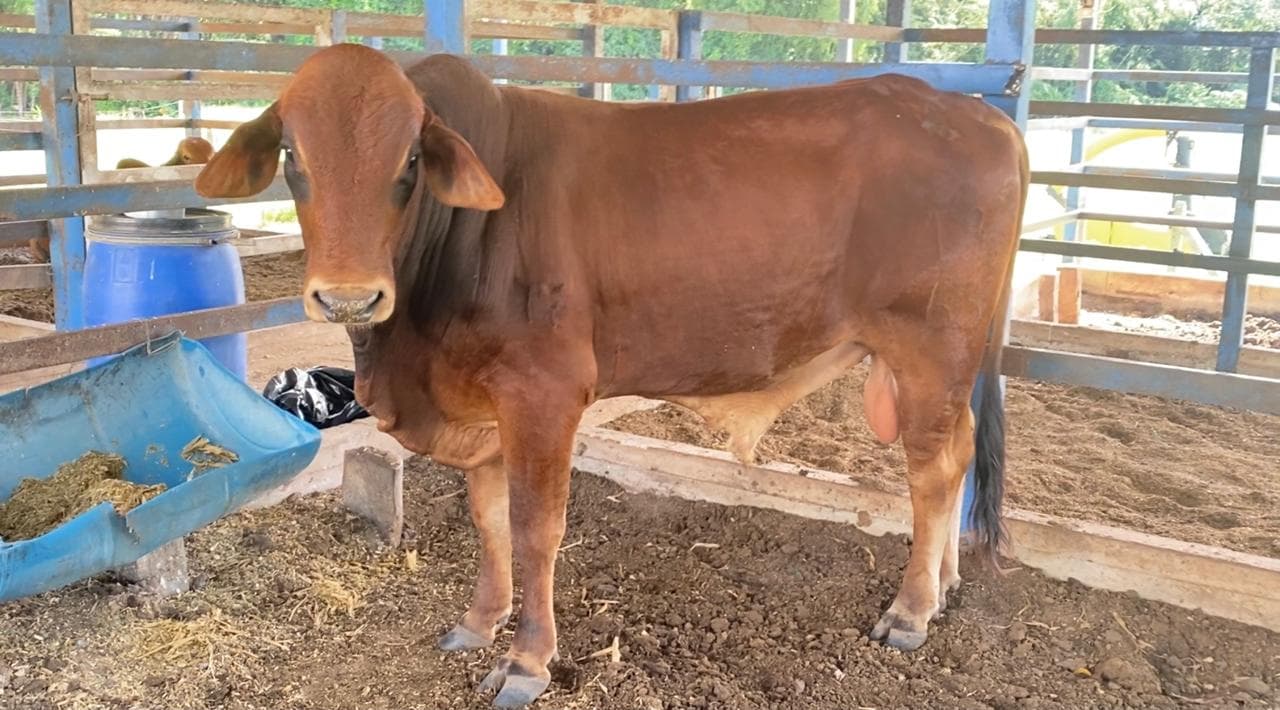 F1 embrion Jersey x Brahman