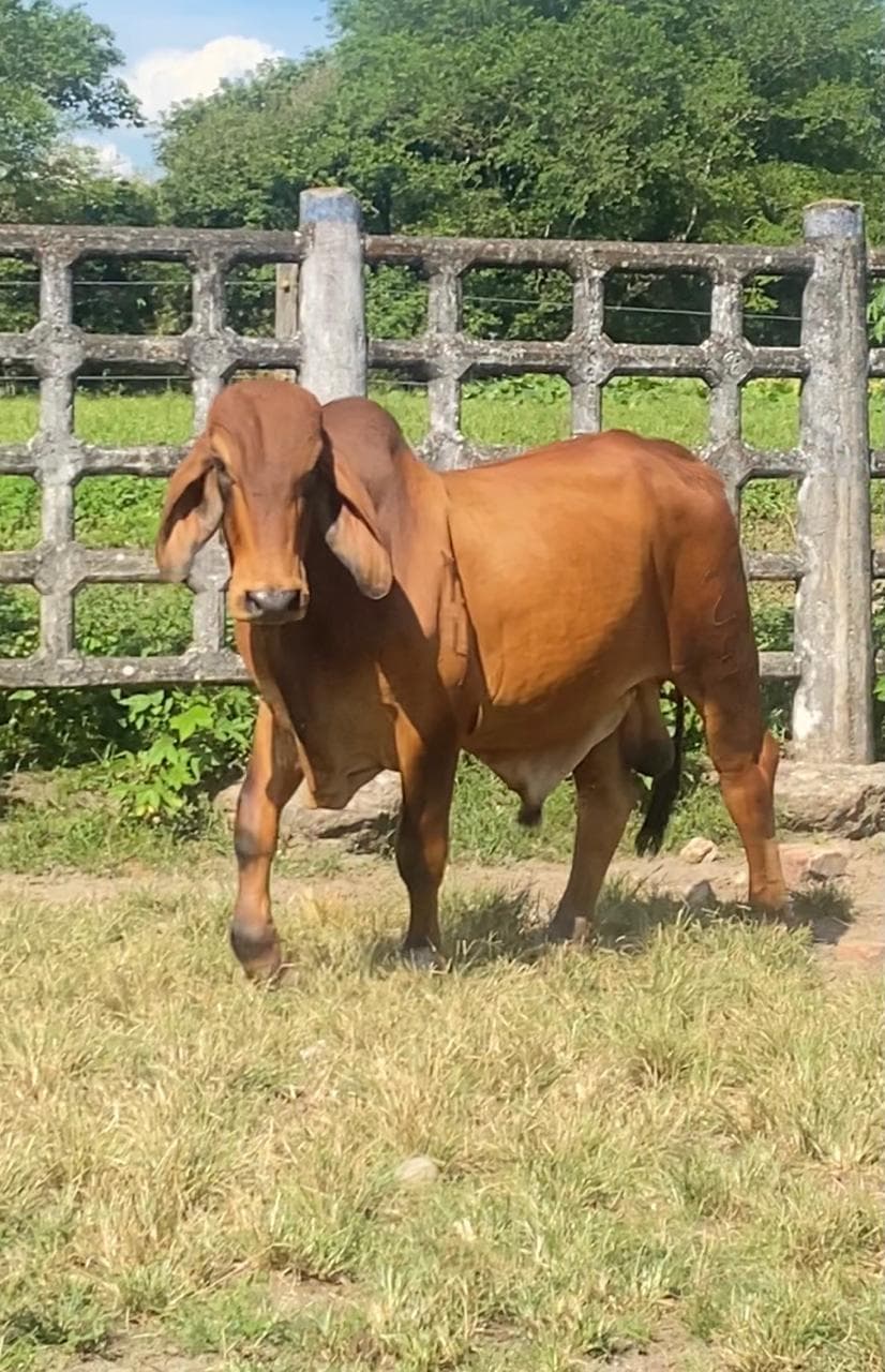 En venta toro embrion de Vendaval 100% a pasto