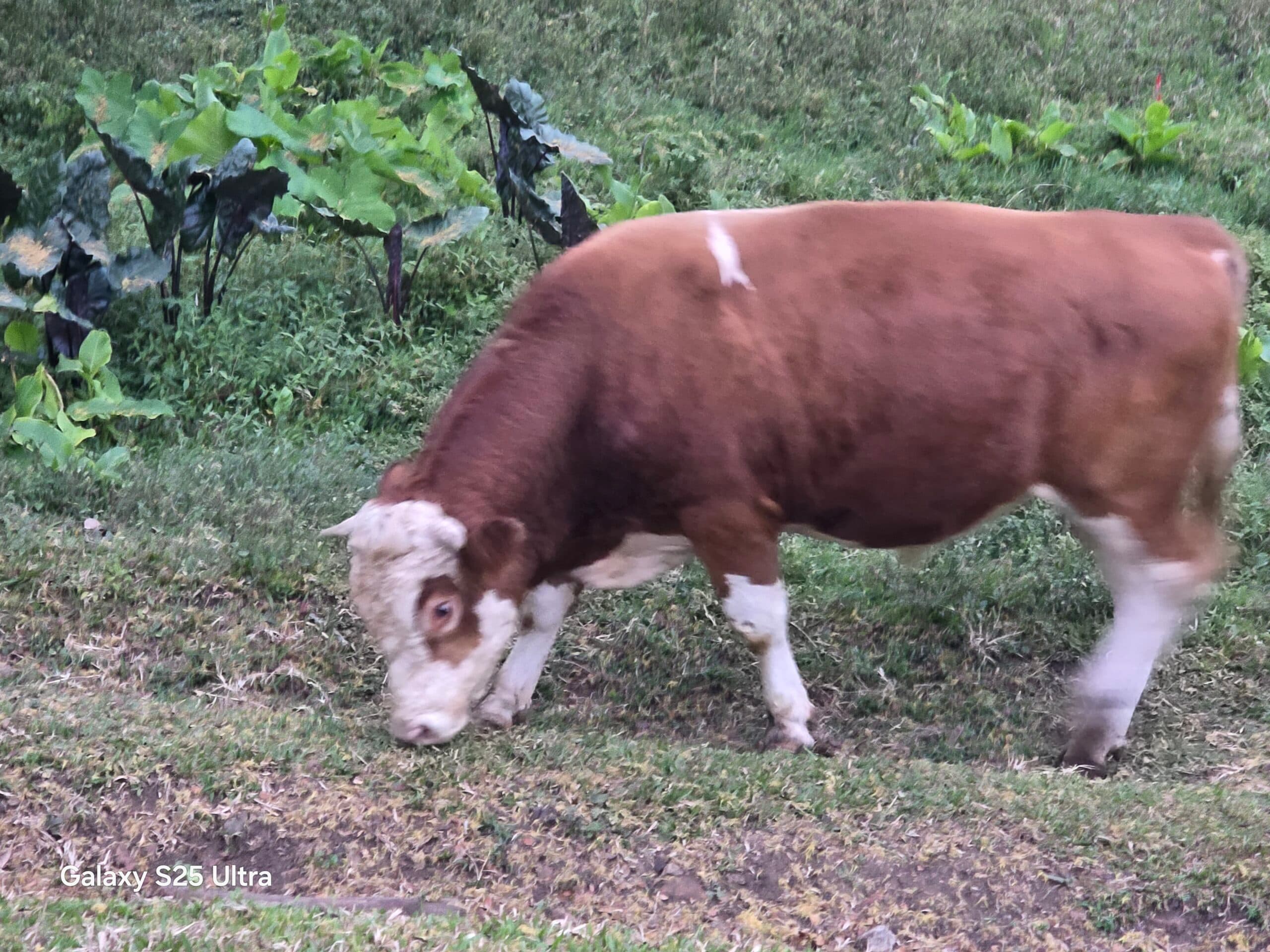 Vendo toro simenthal puro sin registro — 1