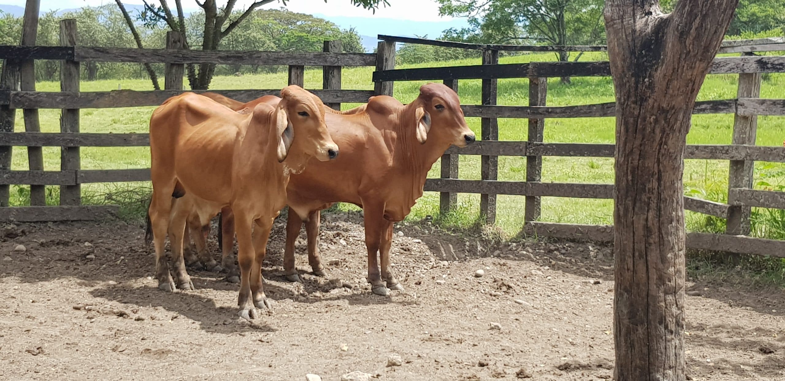Toros Brahman Rojos Comerciales — 1