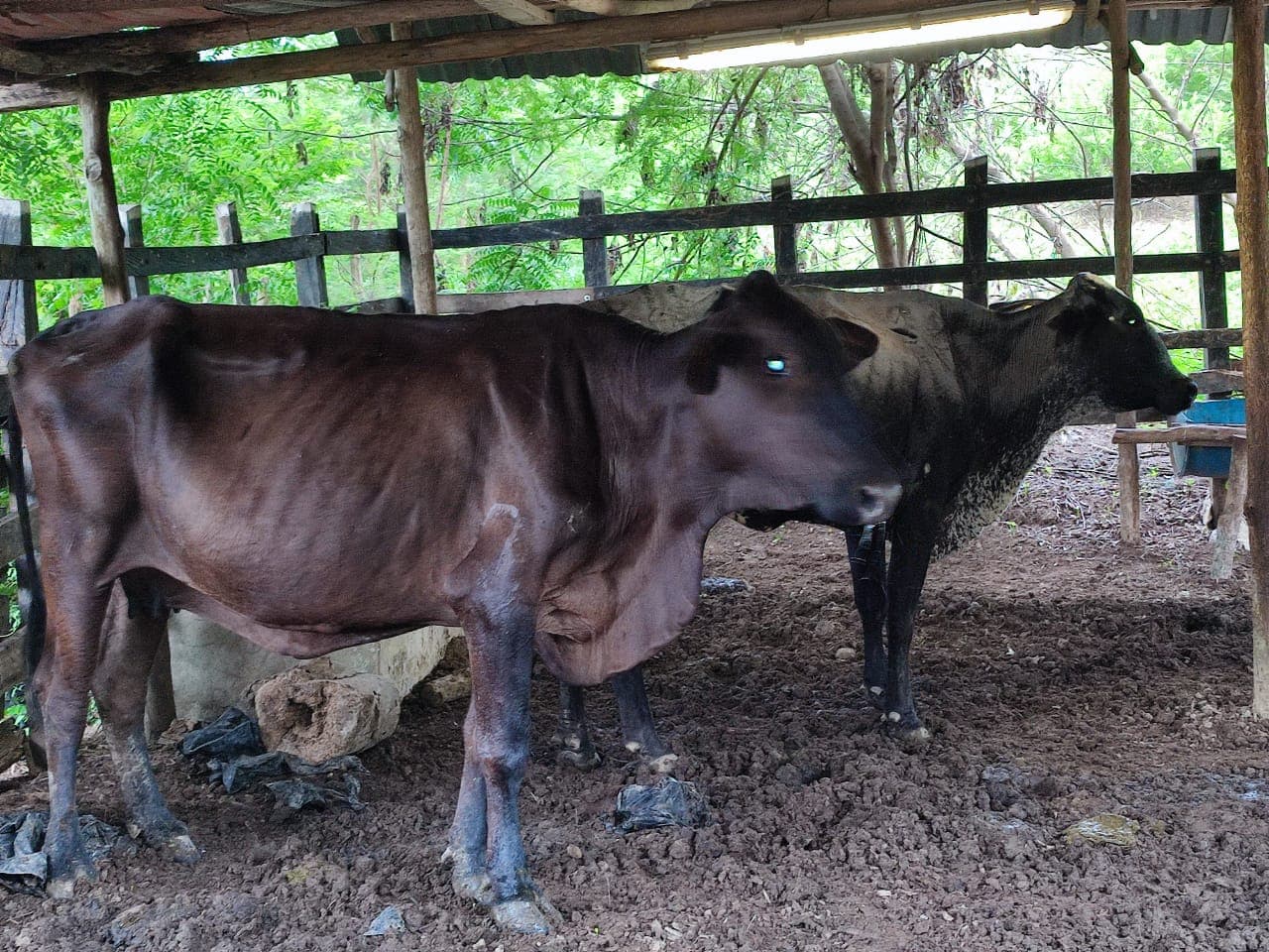 Se venden 2 hembras escoteras de 390 y 350 KG