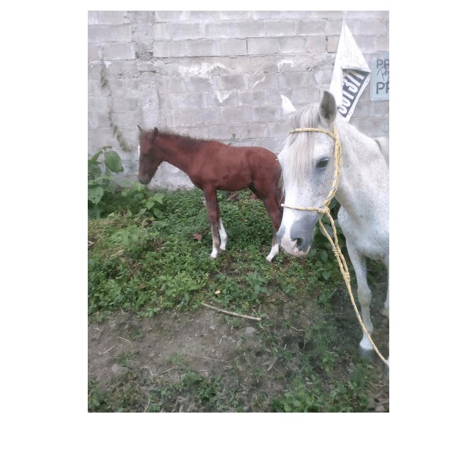 Vendo yegua (Mansa para niños) y potro