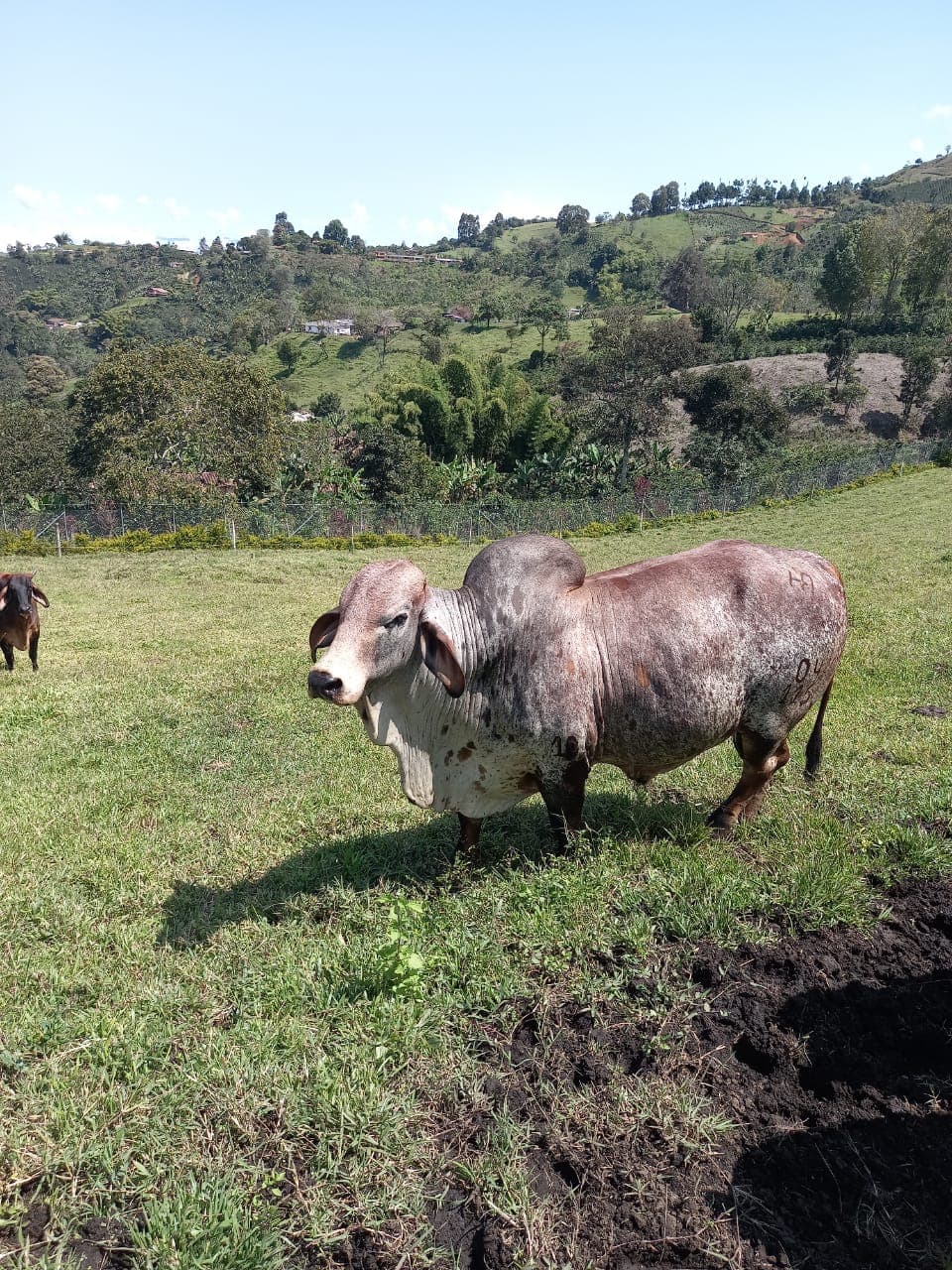 Toro Brahmán — 1