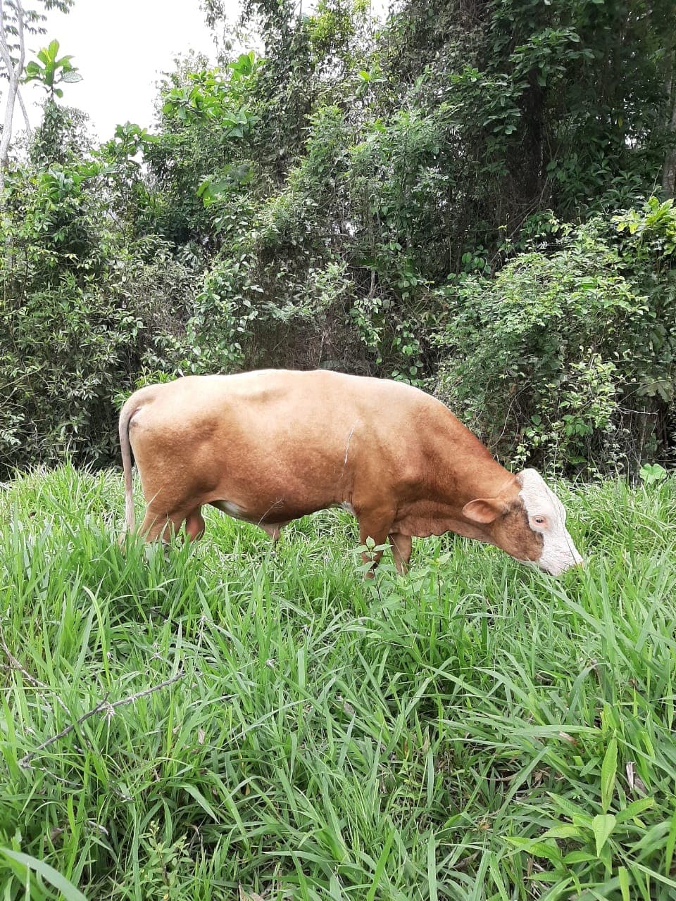 Toro Simmental — 1