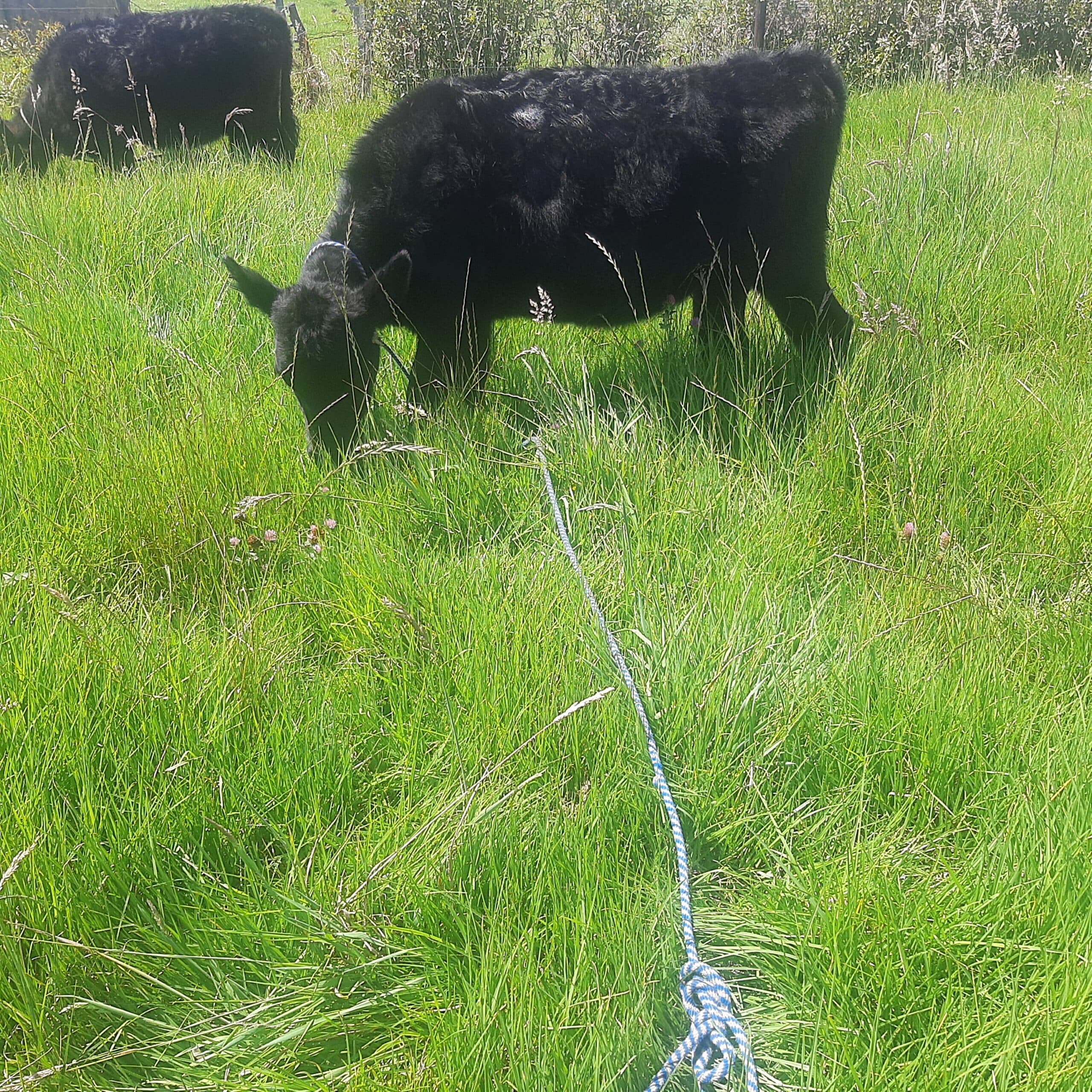 vendo 3 terneras Angus — 1