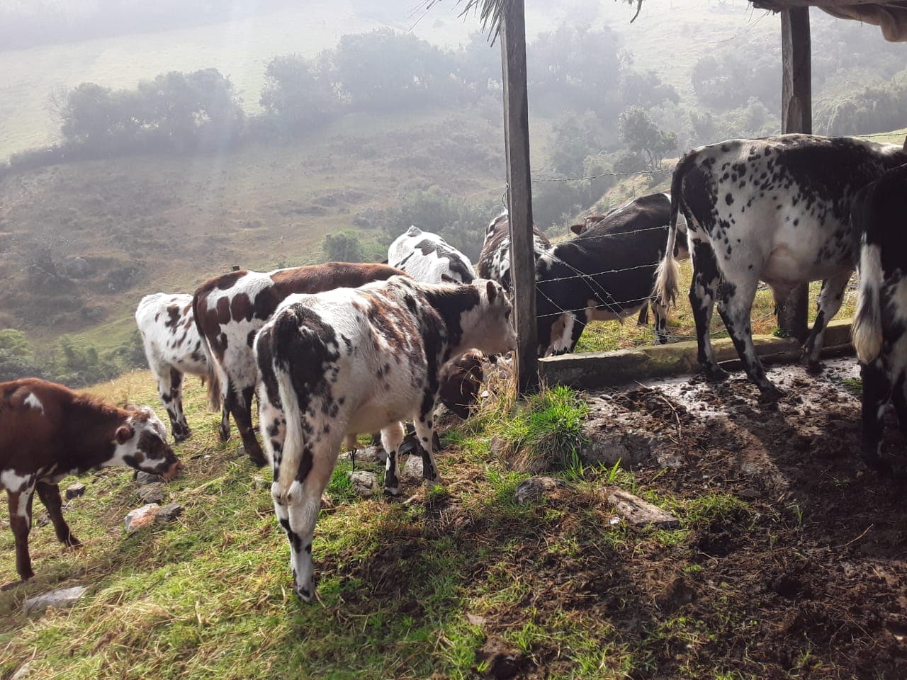 12 terneros Normando de 14 meses 250kg en muy buenas condiciones — 1