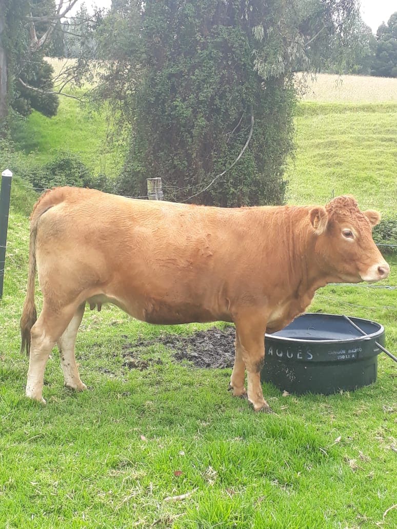 Novillas Limousin inseminadas — 1