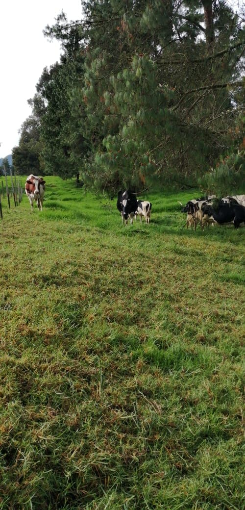 VENTA DE HATO LECHERO (63 CABEZAS- ORDEÑO Y TANQUE DE ENFRIAMIENTO) — 1