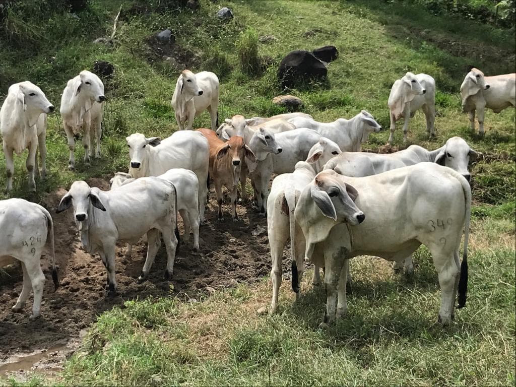 Novillas brahman blanco — 1