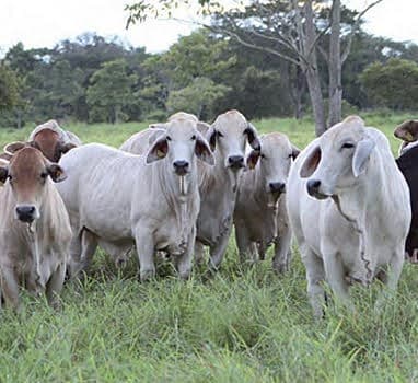 ESPECTACULAR LOTE DE VACAS Y NOVILLAS BRAHMAN COMERCIAL — 1