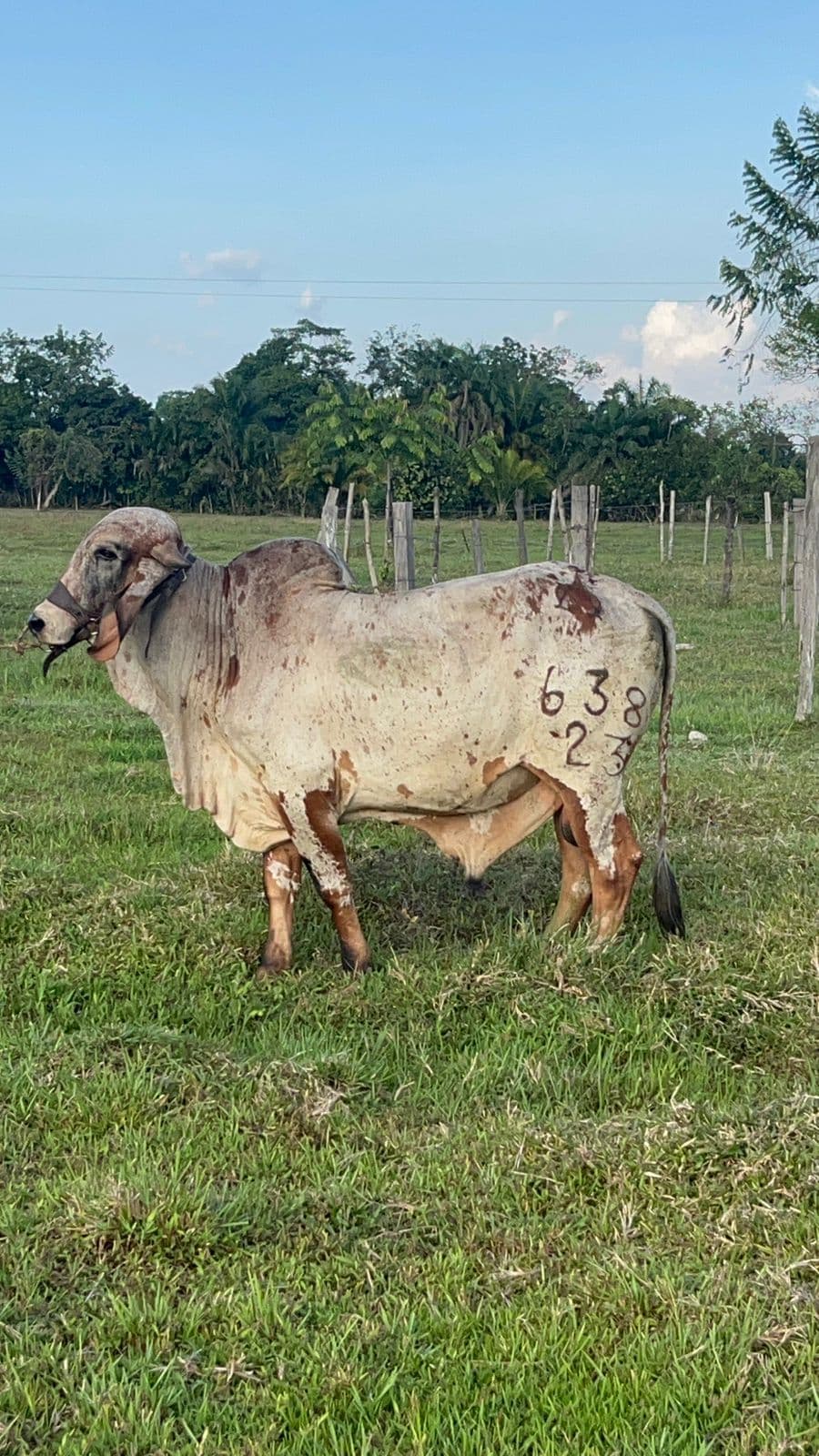 Torete gyr FIV — 1