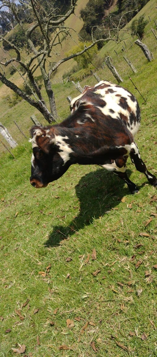 Venta vacas lecheras