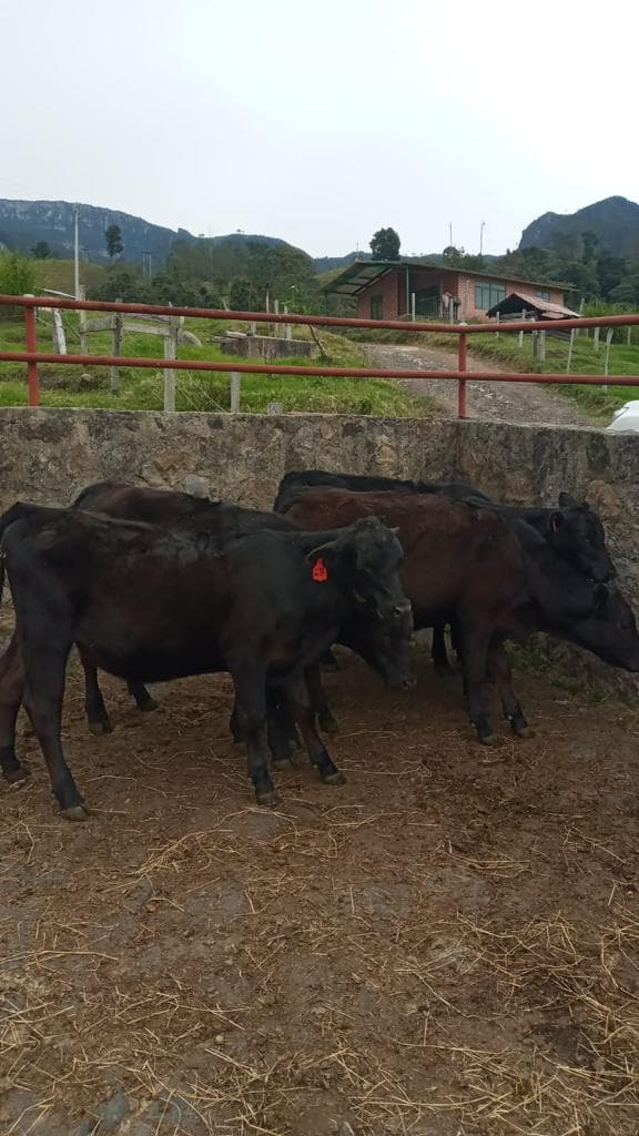 Venta de destetos — 1