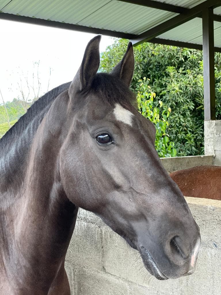 Vendo hermoso caballo trochador con buenos brios
