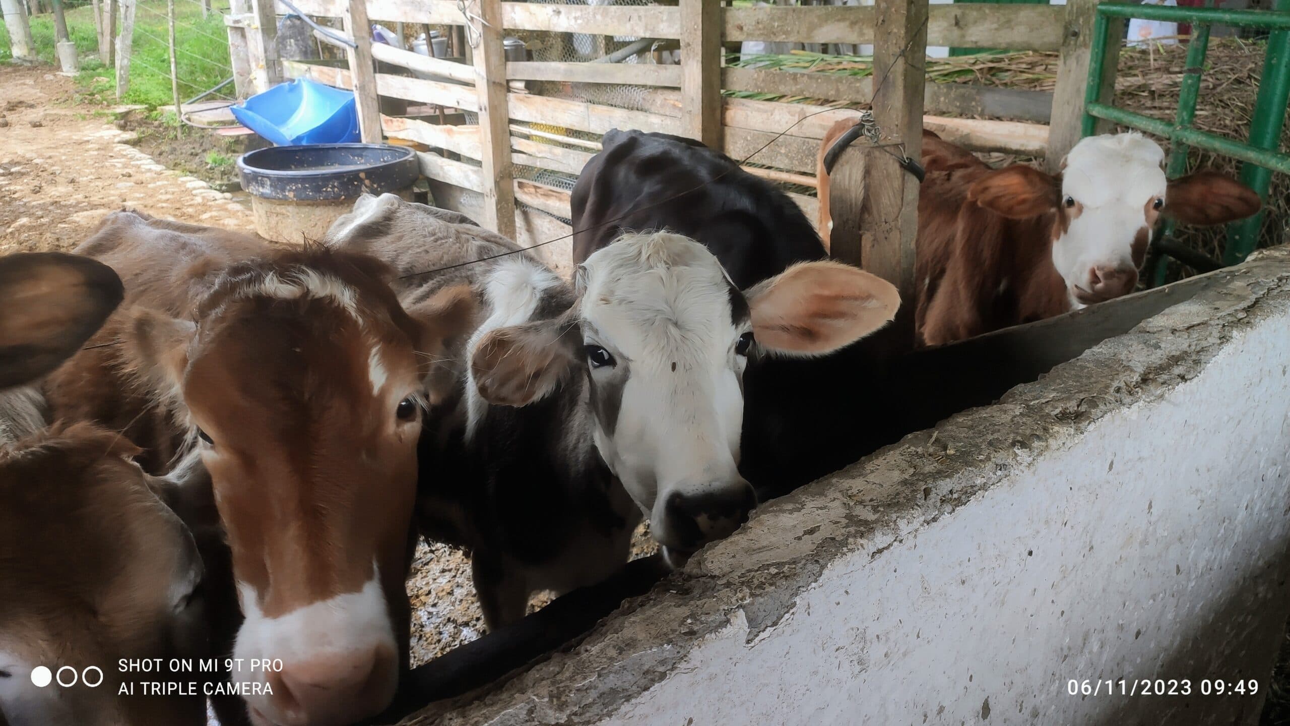 Vendo lote de ocho terneras