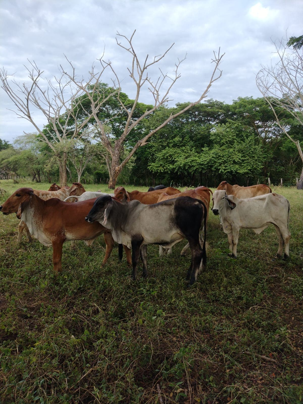 LOTE DE 15 TERNERAS DE CRIA DE EXCELENTE CALIDAD 3/4 GYR — 1