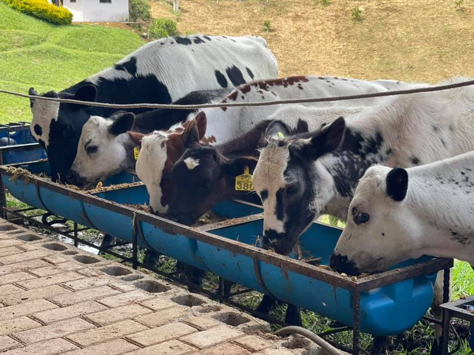TERNERAS EXTRAORDINARIAS F1 BON X HOLSTEIN