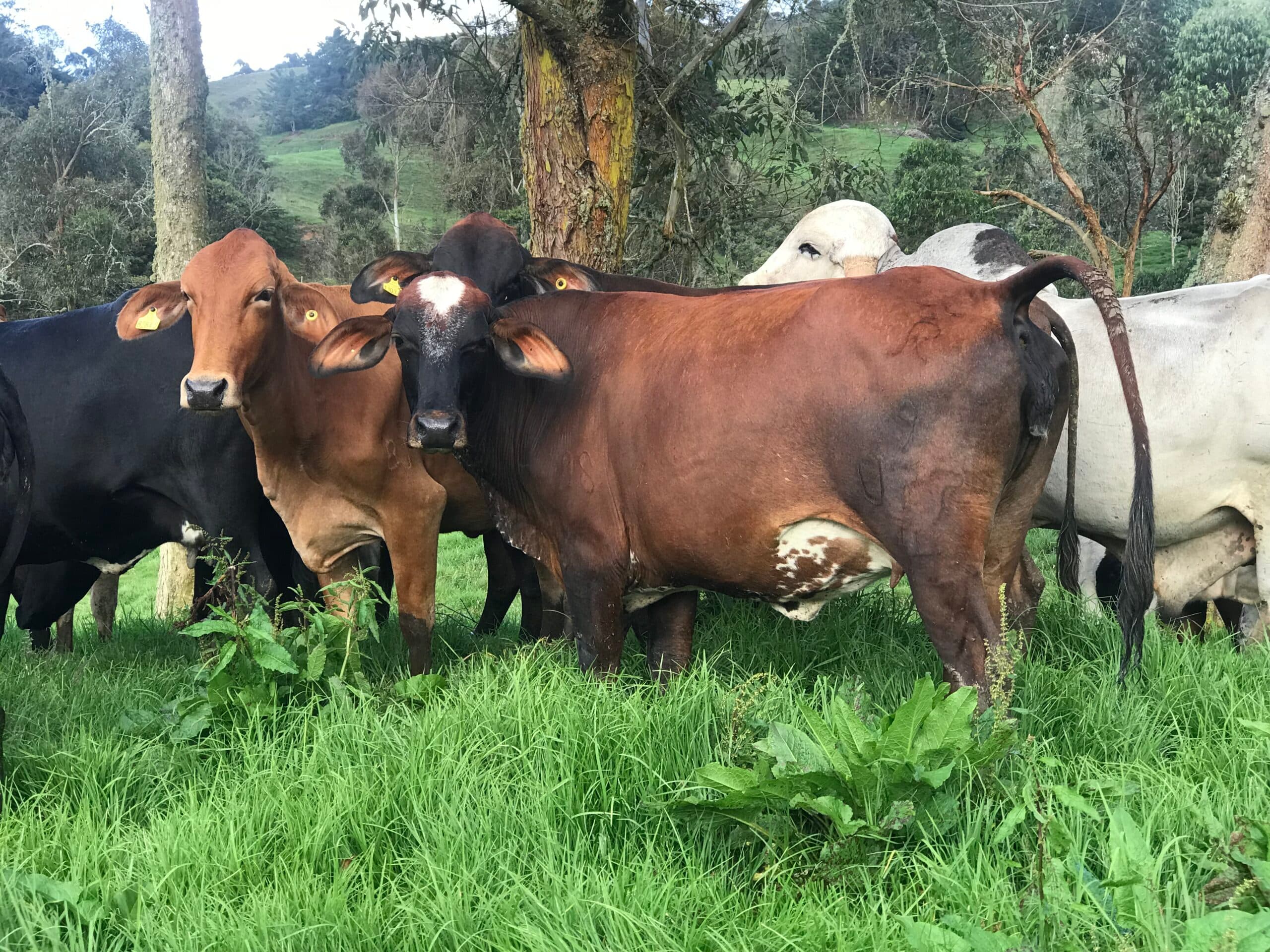 NOVILLAS F1 GYRSHIRE GYR LECHERO X AYRSHIRE — 1