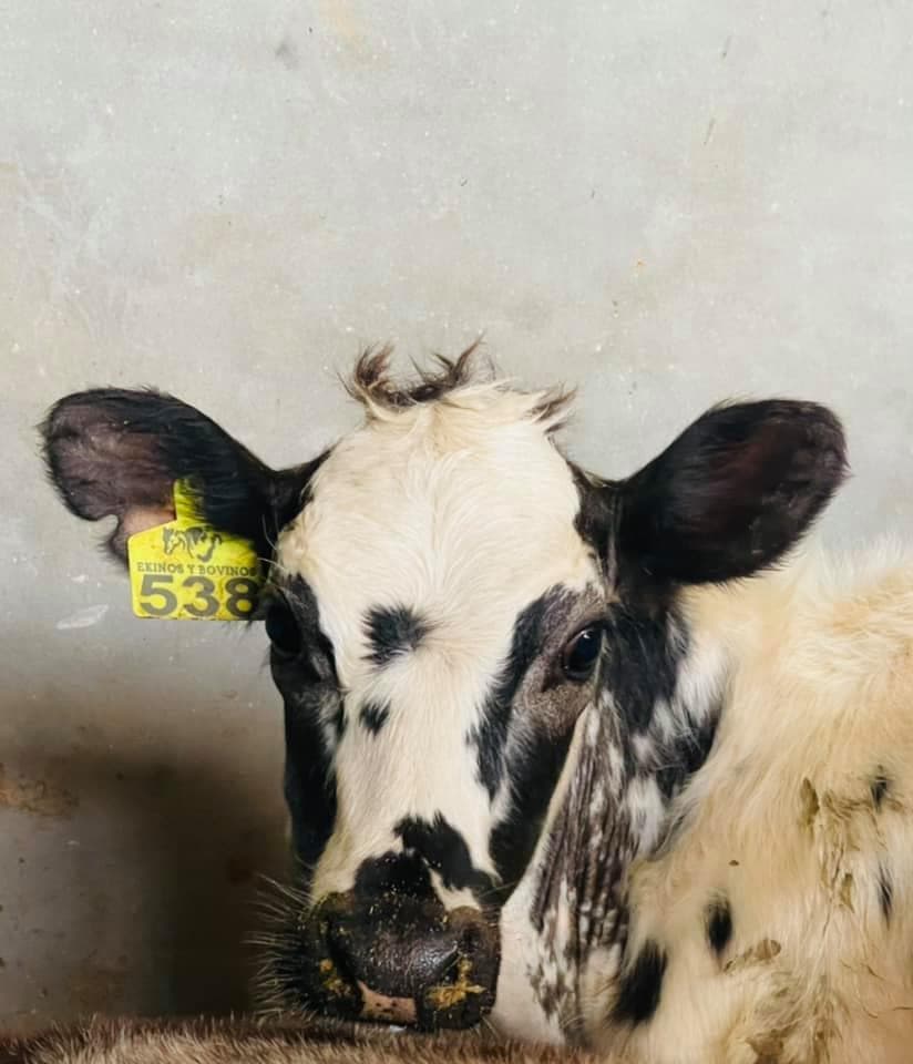 TERNERAS EXTRAORDINARIAS F1 BON X HOLSTEIN — 1