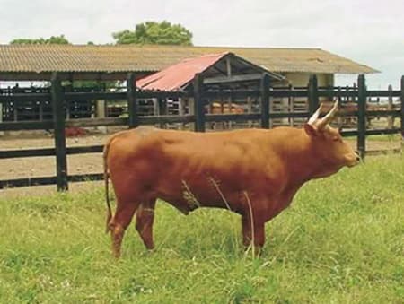 GANADO SANMARTINEROS 9 VACAS PURAS REGISTRADAS PREÑADAS Y UN TORO PURO REGISTRADO — 1