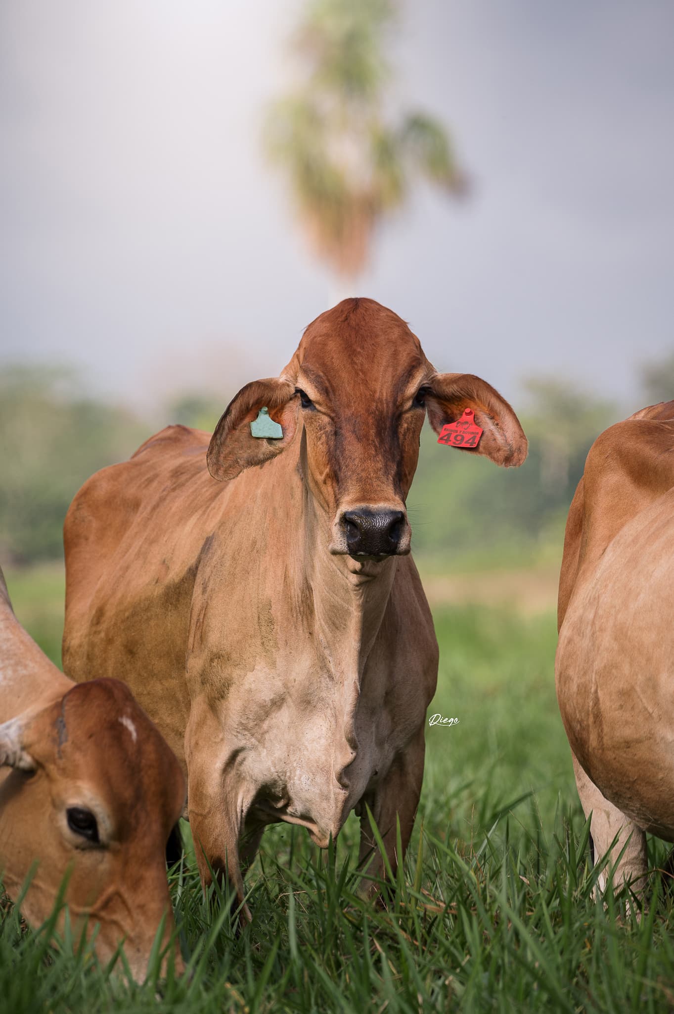VACAS CONCEBIDAS POR TRANSFERENCIA DE EMBRIONES F1 JERSEY X GYR LECHEROTodas las caracteristicas del Ganado JERSEY Y las Habilidades del Ganado GYR, EXPRESADAS EN ESTAS GYRSEY. ️AD — 1
