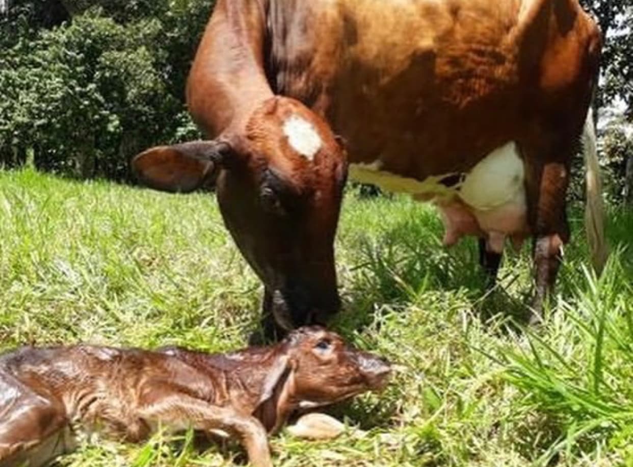VENTA DE NOVILLAS F1 GYR Y SUS CRUCES CON HOLSTEIN, AYRSHIRE Y JERSEY — 1