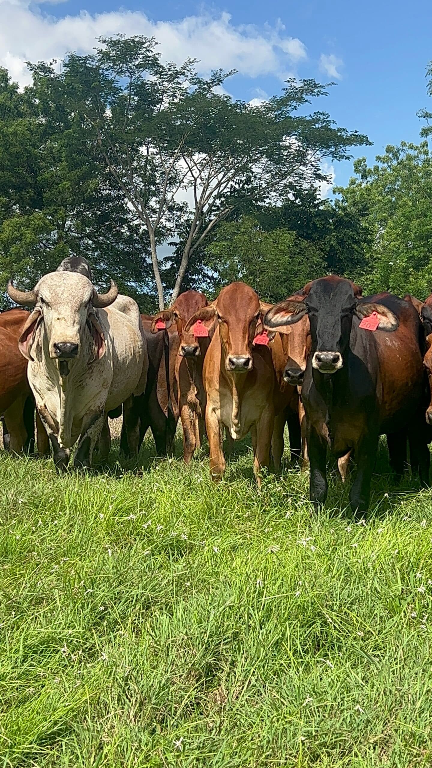 NOVILLAS F1 GYRSHIRE(AYRSHIRE X GYR) PREÑADAS. GESTACIONES ENTRE LOS 6-7-8 MESES. ACLIMATADAS Y ADAPTADAS A CLIMAS TROPICALES. PREÑADAS DE GYR PURO. PESO PROMEDIO 480 KGS. HOMOGENE — 1