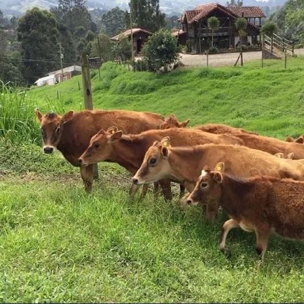 TERNERAS EXTRAORDINARIAS JERSEY PURAS DE CRIA Y PARA CRIA