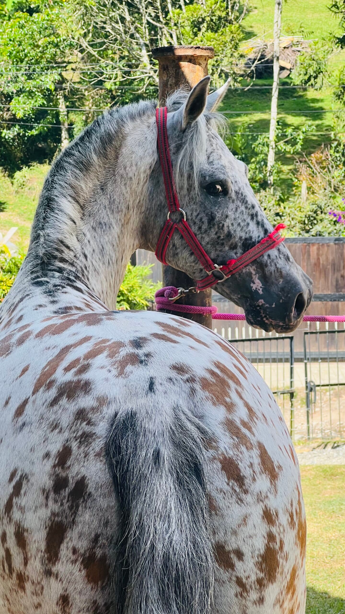CABALLAZO REPRODUCTOR RAZA APPALOOSA LEOPARDO. — 1