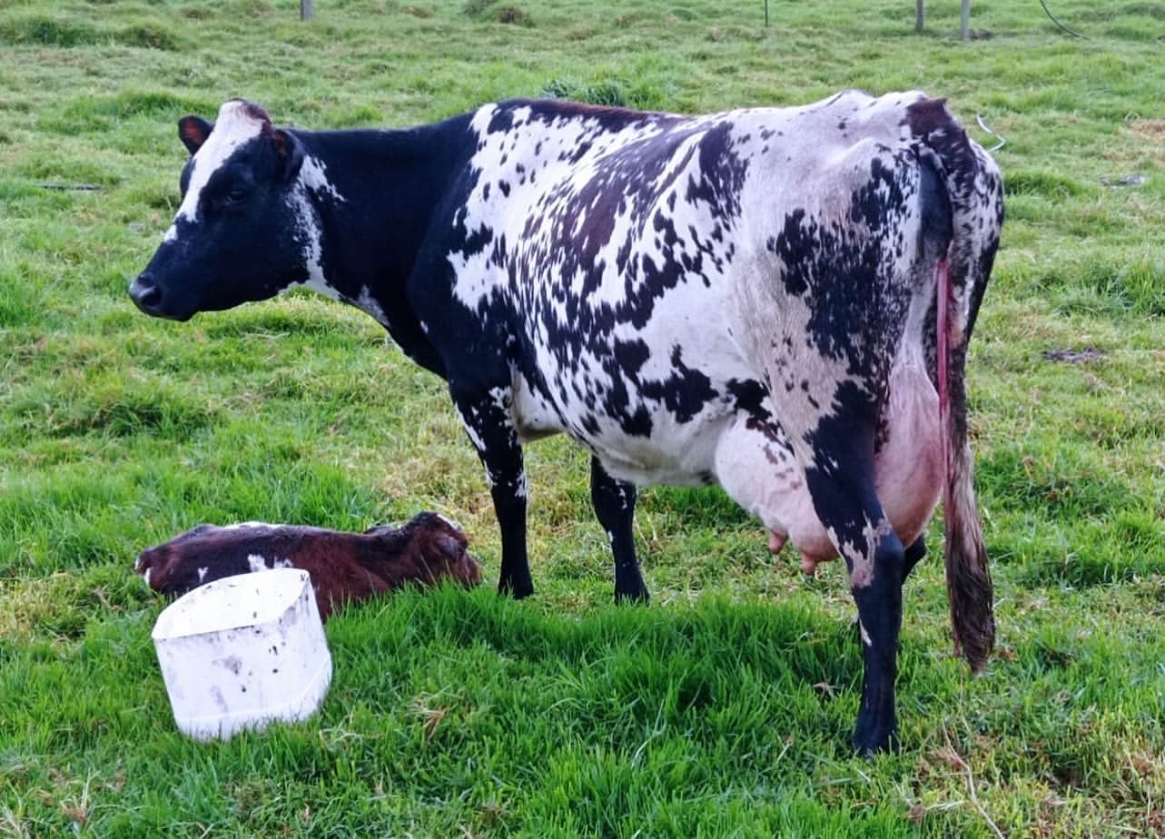 BON X HOLSTEIN DISPONIBLES HEMBRAS DE LEVANTE F1 BON X HOLSTEIN. GANADOS ORGULLOSAMENTE COLOMBIANOS. CRUZE PROBADO PARA PRODUCCION LECHERA EN TROPICO BAJO Y EN CUALQUIER PISO TERMI — 1