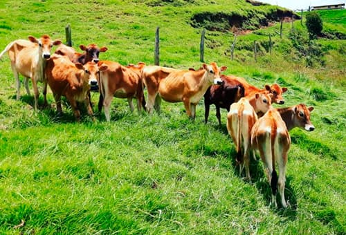TERNERAS EXTRAORDINARIAS JERSEY PURAS DE CRIA Y PARA CRIA