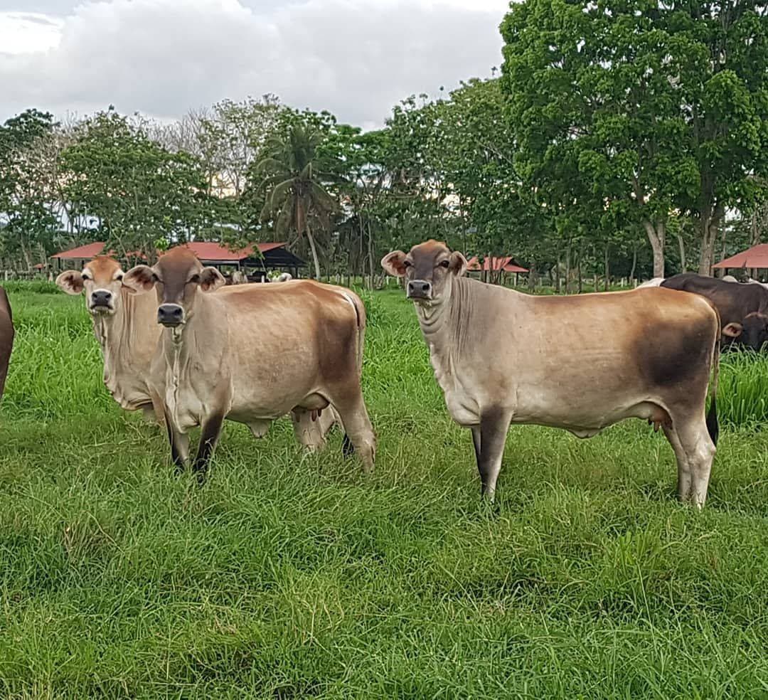 NOVILLAS LOTAZO JERSEY X BRAHMAN PURO — 1