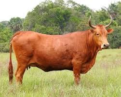 GANADO SANMARTINEROS 9 VACAS PURASREGISTRADAS PREÑADAS Y UN TORO PURO REGISTRADO — 1