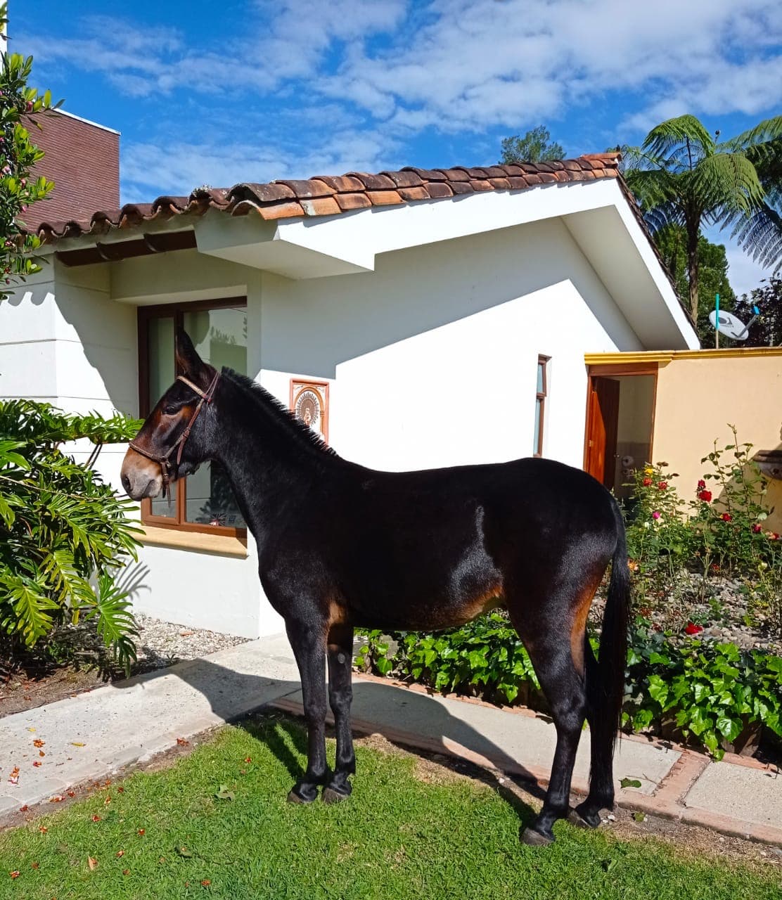 VENDO MACHO DE SILLA — 1
