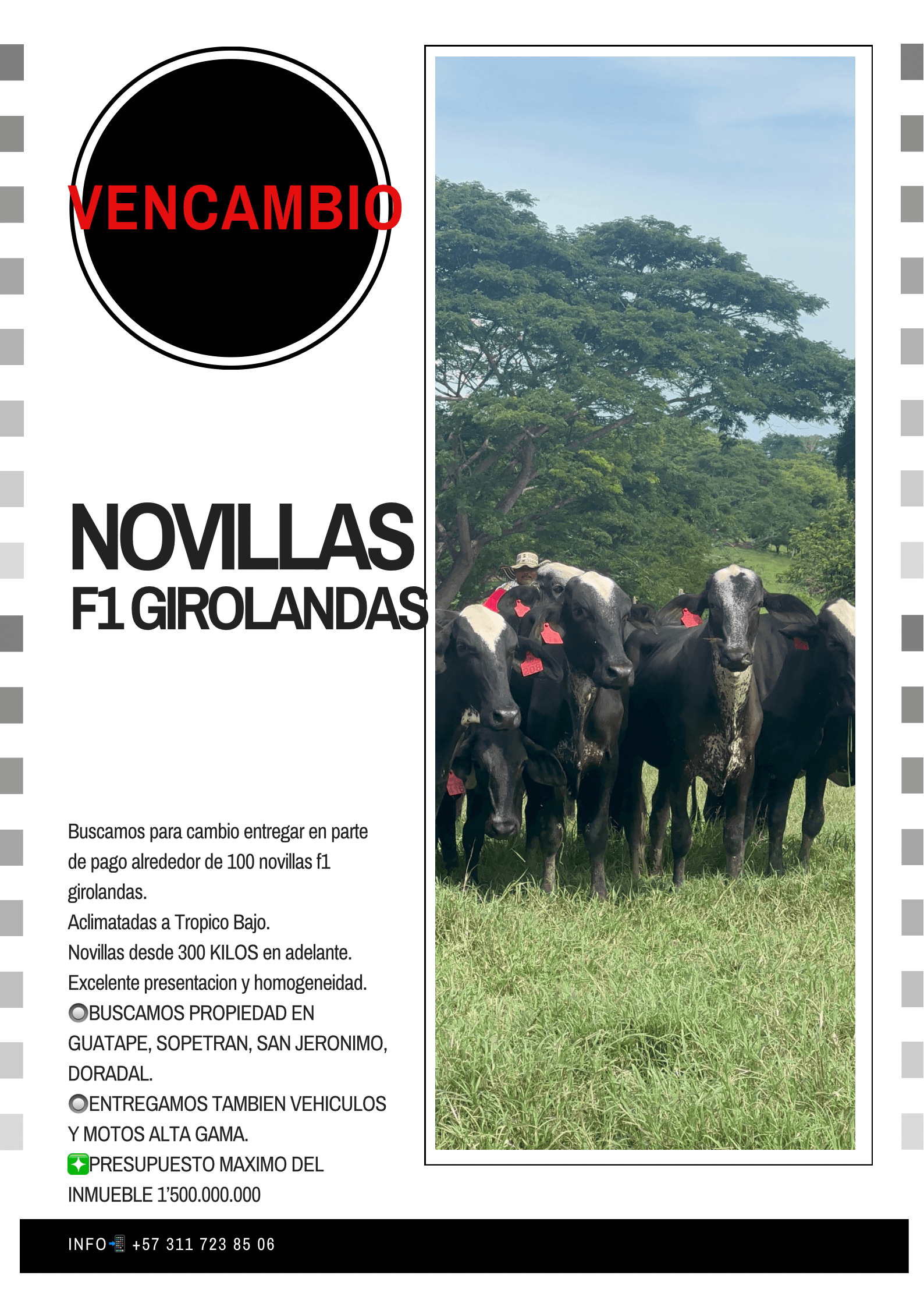 VENCAMBIO NOVILLAS A PROPIEDAD. Estamos en la búsqueda de una propiedad en GUATAPE, DORADAL, SAN JERONIMO, SOPETRAN O PROPIEDAD DE NUESTRO GUSTO. DONDE NOS RECIBAN UNAS 100 NOVILLA