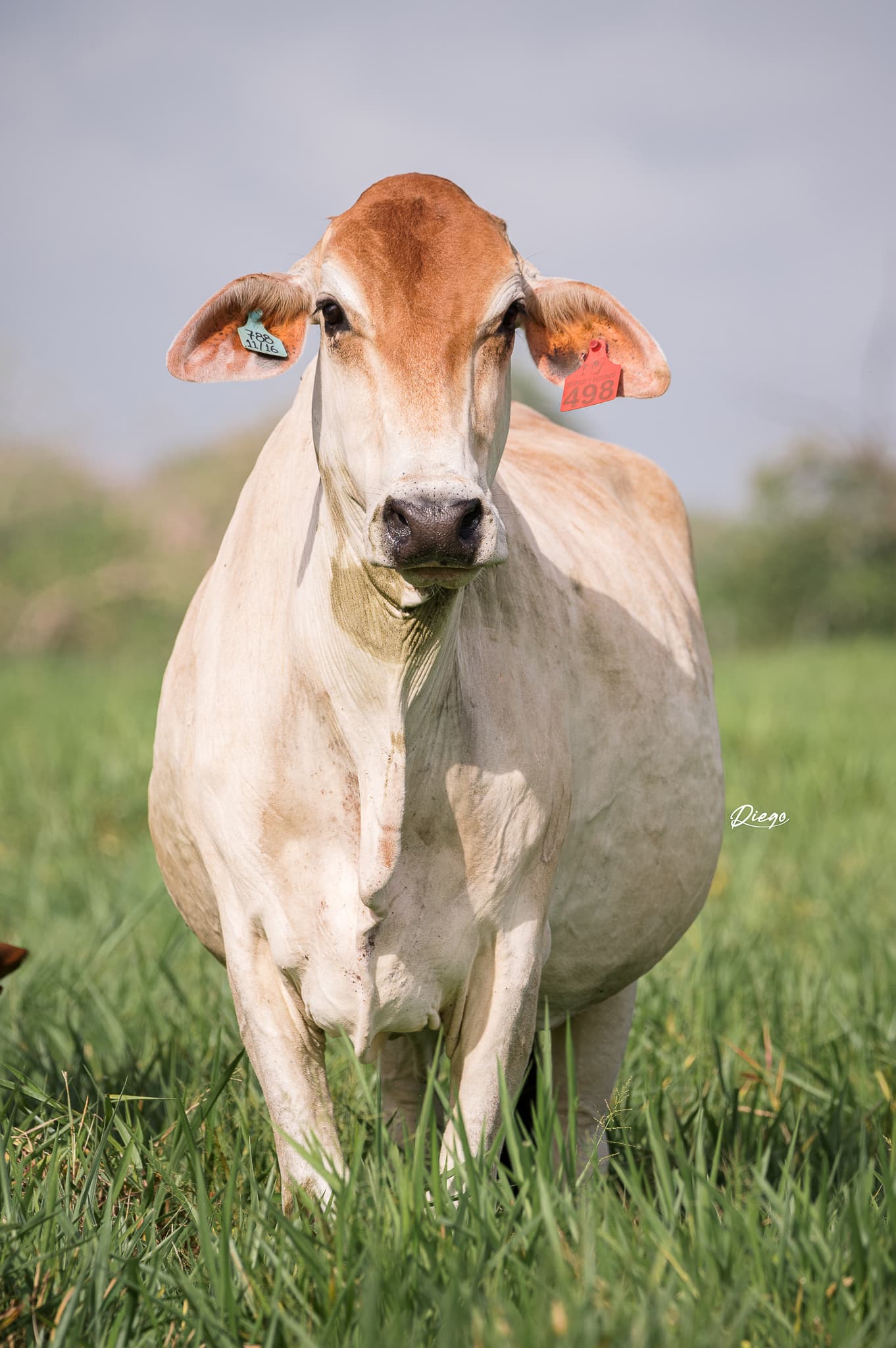 VACAS CONCEBIDAS POR TRANSFERENCIA DE EMBRIONES F1 JERSEY X GYR LECHEROTodas las caracteristicas del Ganado JERSEY Y las Habilidades del Ganado GYR, EXPRESADAS EN ESTAS GYRSEY. ️AD — 1