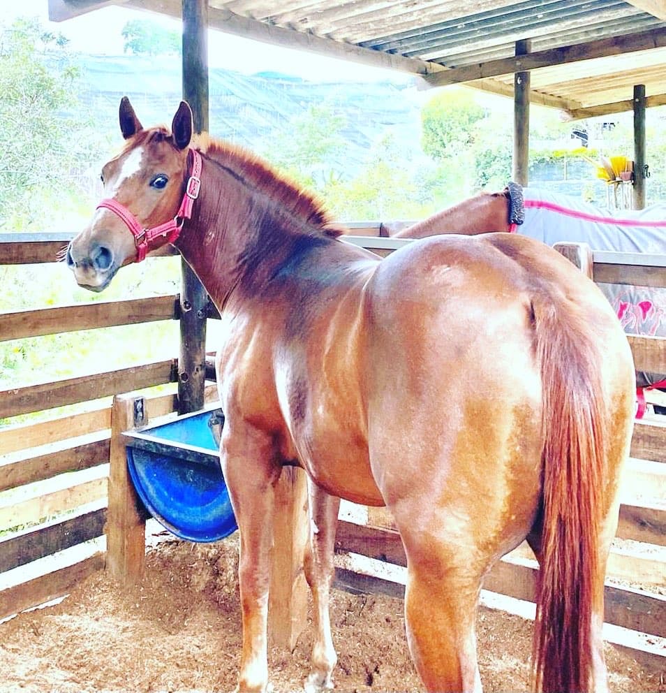 EXTRAORDINARIA POTRANCA CUARTO DE MILLA PURA EN VENTA. HIJA DE PREACHER PEPTO(PEPTOBOONSMAL X HANGEM HIGH PLAYBOY) A la vez SU MADRE HIJA DE GINNIN CIELO(GALLO DEL CIELO X GINNIN L — 1