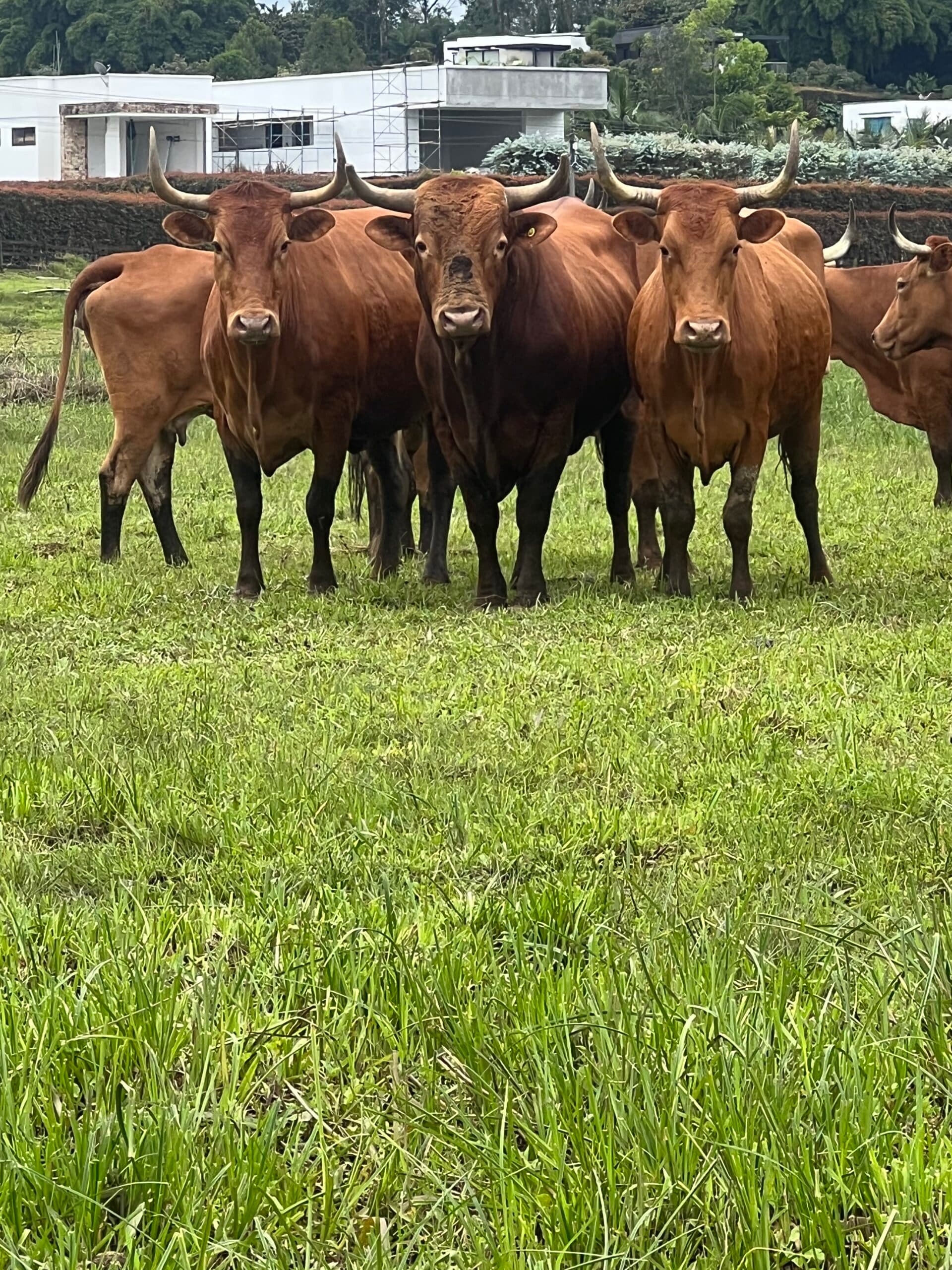 VACAS SAN MARTINERAS PURAS PREÑADAS Y UN TORO PURO CON REGISTRO — 1