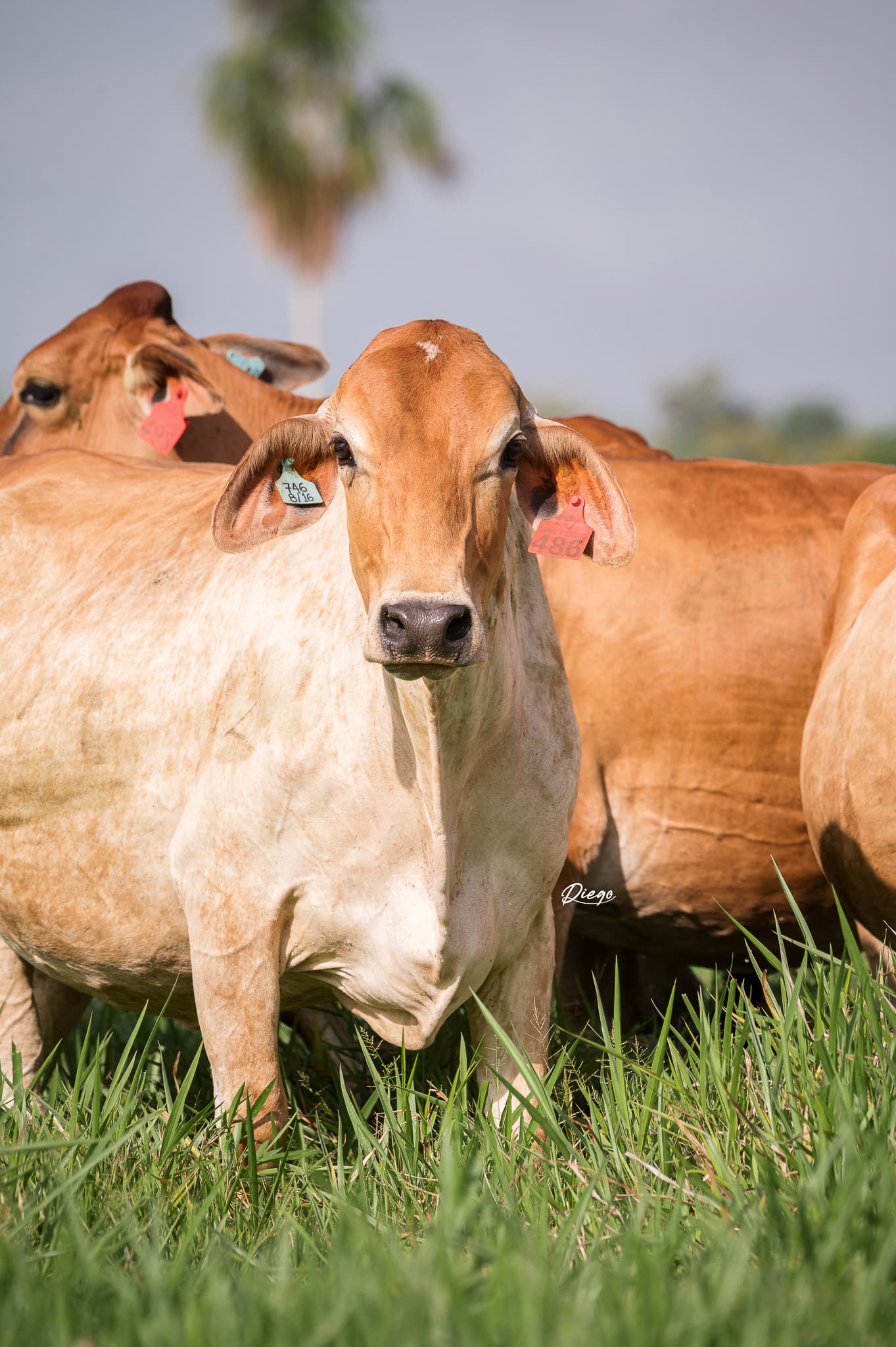 VACAS CONCEBIDAS POR TRANSFERENCIA DE EMBRIONES F1 JERSEY X GYR LECHEROTodas las caracteristicas del Ganado JERSEY Y las Habilidades del Ganado GYR, EXPRESADAS EN ESTAS GYRSEY. ️AD