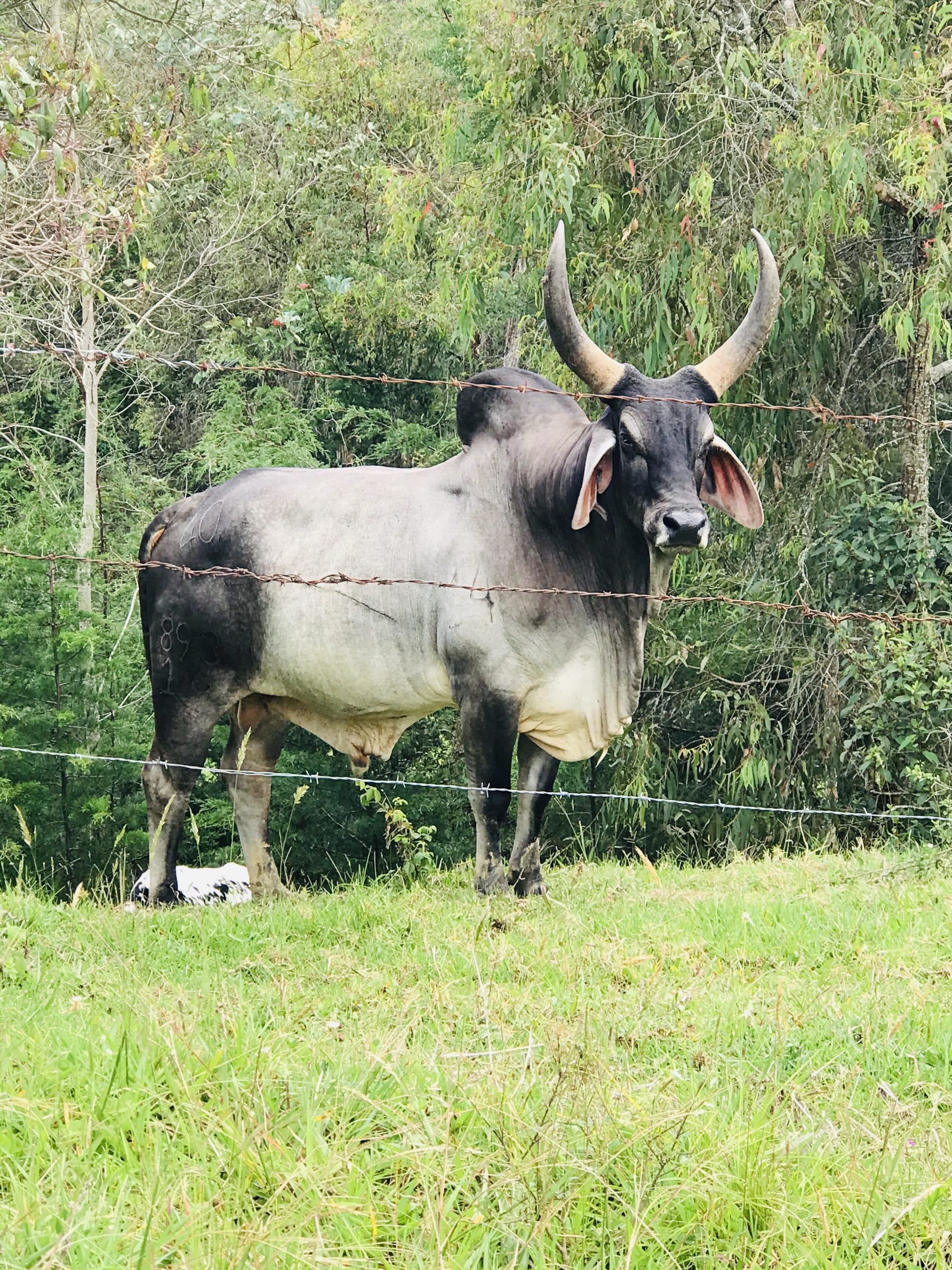 EXTRAORDIANRIO TORO PURO GUZERA HACIENDA LA JUDEA — 1