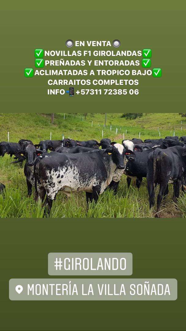 EXTRASSSS!!!GIROLANDAS PREÑADAS EXTRAORDINARIO LOTE DE NOVILLAS PREÑADAS Este lote se paso de bueno y extraordinario por su HOMOGENEIDAD, en la Clase, Tamaño, Color y Desarrollo… L