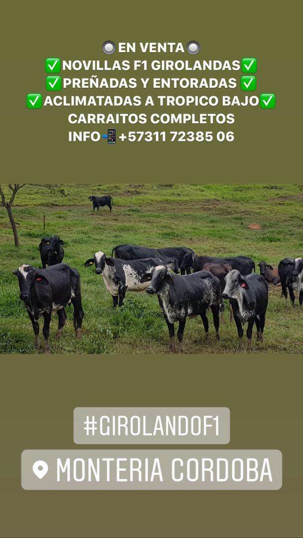 EXTRASSSS!!!GYRSHIRE PREÑADAS EXTRAORDINARIO LOTE DE NOVILLAS PREÑADAS Este lote se paso de bueno y extraordinario por su HOMOGENEIDAD, en la Clase, Tamaño, Color y Desarrollo… Lot