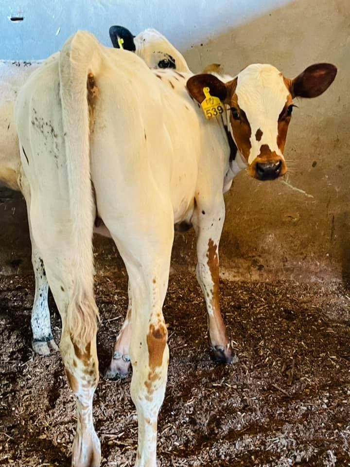 TERNERAS EXTRAORDINARIAS F1 BON X HOLSTEIN — 1