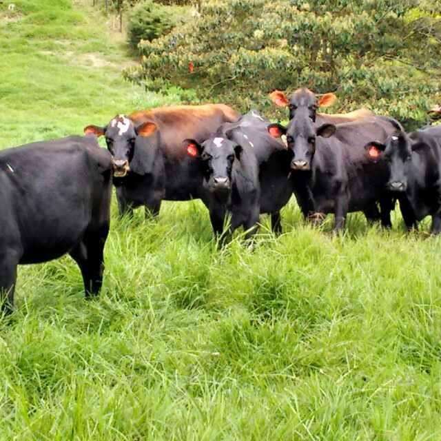 EN VENTA NOVILLAS JERHOL(JERSEY X HOLSTEIN) PREÑADAS EN EL SEGUNDO Y TERCER TERCIO DE GESTACION