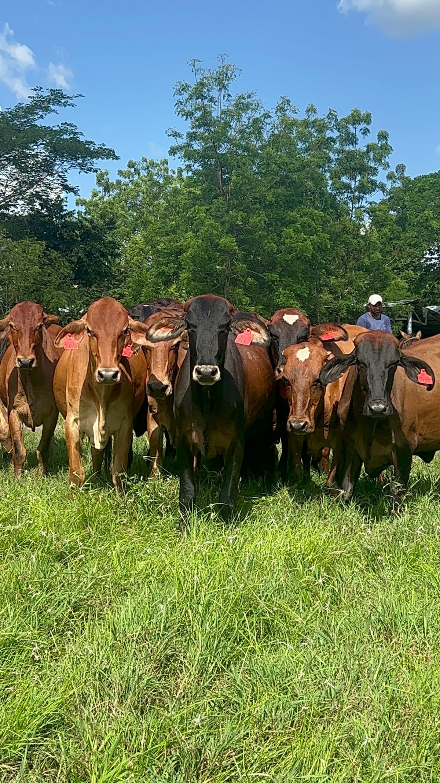 AYRSHIRE X GYR TODAS PREÑADAS NOVILLAS PREÑADAS GYRSHIRE DISPONIBLES. EN EL ULTIMO TERCIO DE GESTACION Y PROXIMAS A PARIR GANADOS REALMENTE RENTABLES NOVILLAS GYRSHIRE PROXIMAS A P — 1