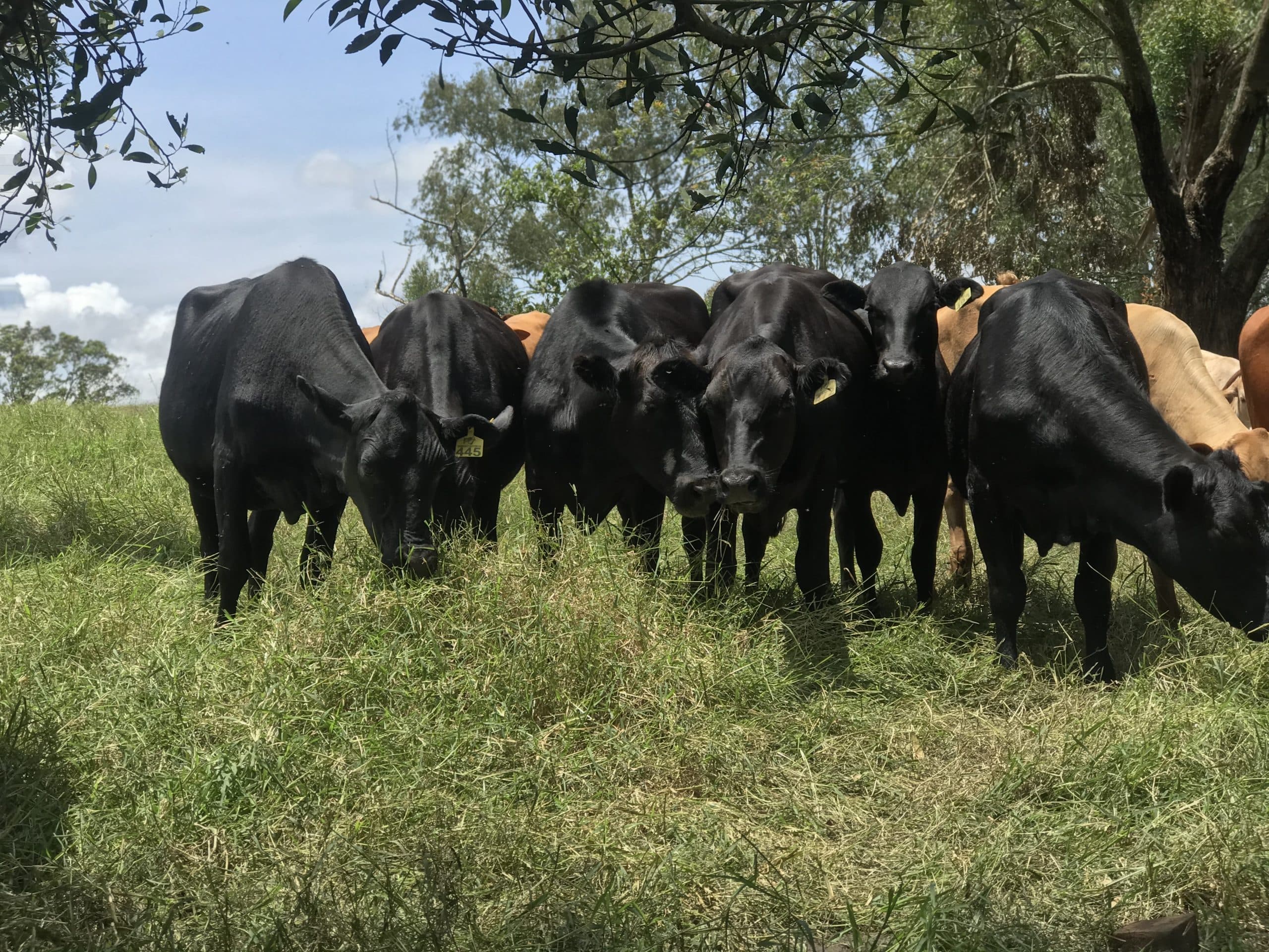 EN VENTA NOVILLAS F1 SENEPOL X ANGUS PREÑADAS DE CHAROLAISE PURO — 1