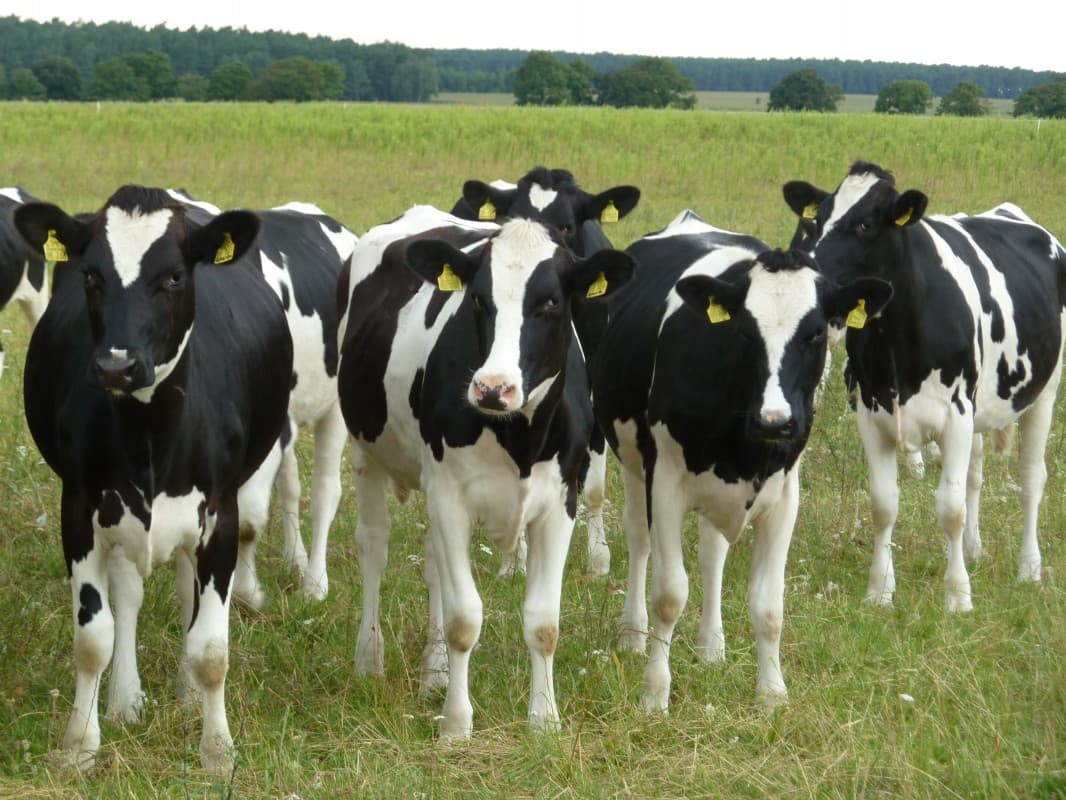 TERNERAS HOLSTEIN NEGRAS PURAS TODAS CONCEBIDAS POR IA
