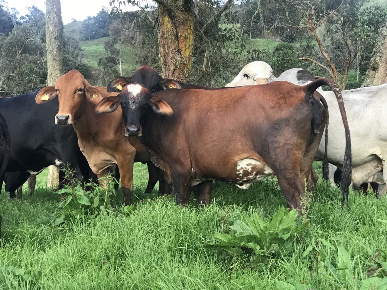 75%JERSEY X 25%GYR,GRUPO DE NOVILLAS CON UN Sin NUMERO DE CARACTERISTICAS MUY RELEVANTES Y VERDADERAMENTE PRODUCTIVAS LAS ENCONTRARAN EN ESTE GRUPO DE NOVILLAS 75% JERSEY y 25% GYR